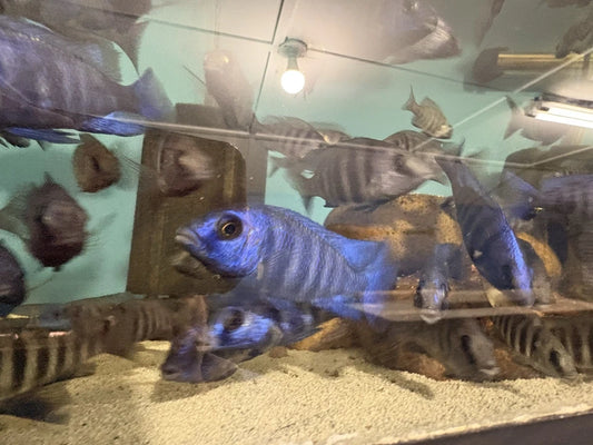 Representative Star Sapphire from Hub City Cichlid