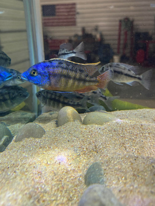 Red Empress Cichlid (Protomelas taeniolatus)