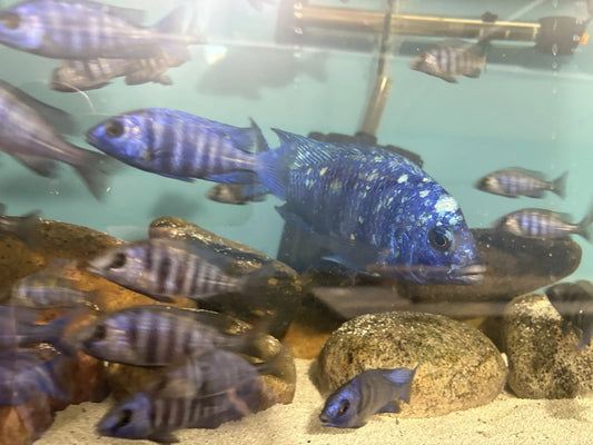 Representative Star Sapphire from Hub City Cichlid