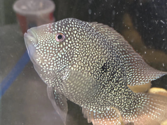 Representative Texas Cichlid from verified original eBay gallery 206453228437