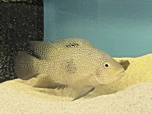 Representative Texas Cichlid from verified original eBay gallery 206453228437